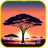 Acacia Abs