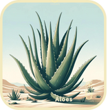 Aloes (UD)