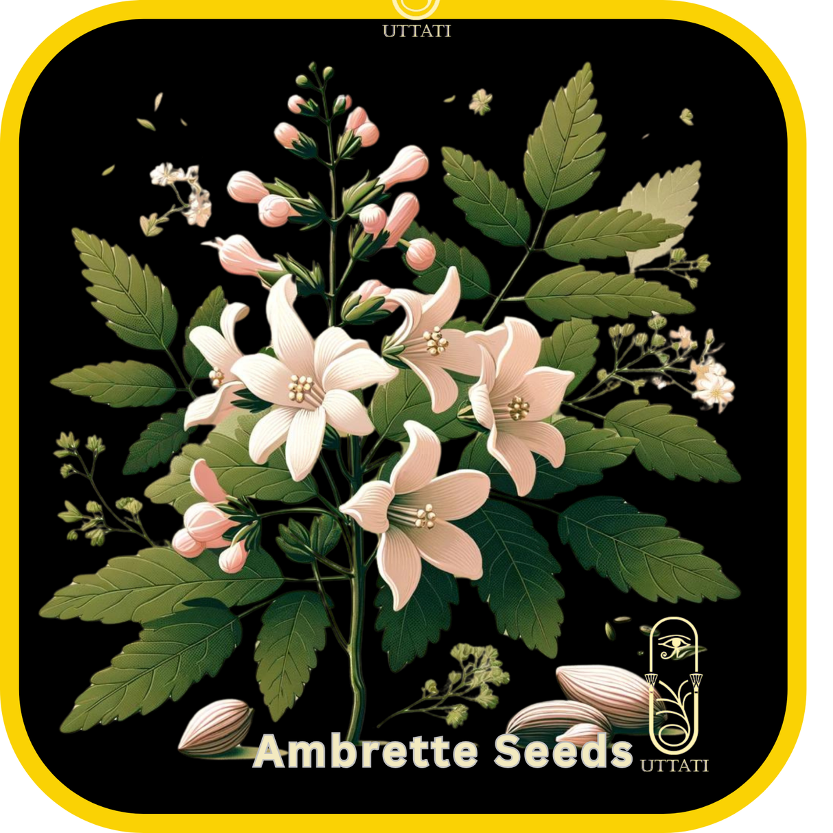 Ambrette Seed