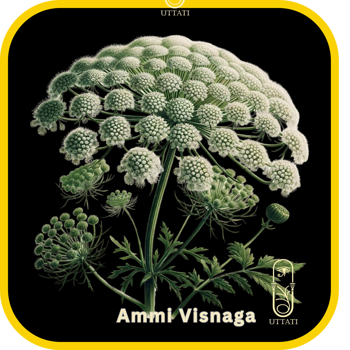 Ammi Visnaga