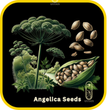 Angelica Seed
