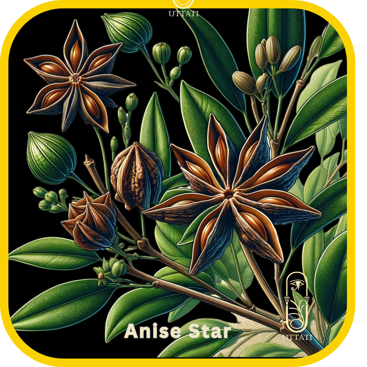 Anise Star