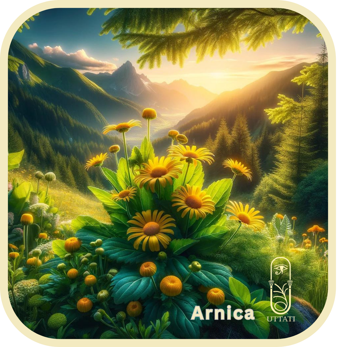 Arnica