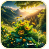 Arnica