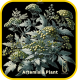 Artemisia Arborescens