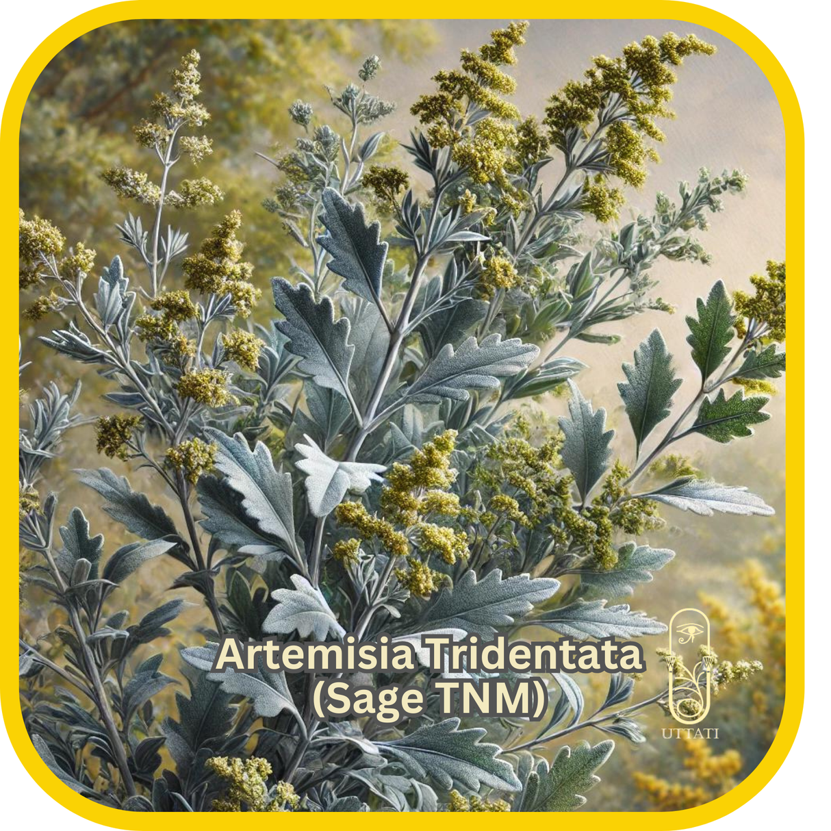 Artemisia Tridentata (Sage TNM)
