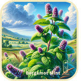 Bergamot Mint