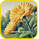 Calendula Light Abs