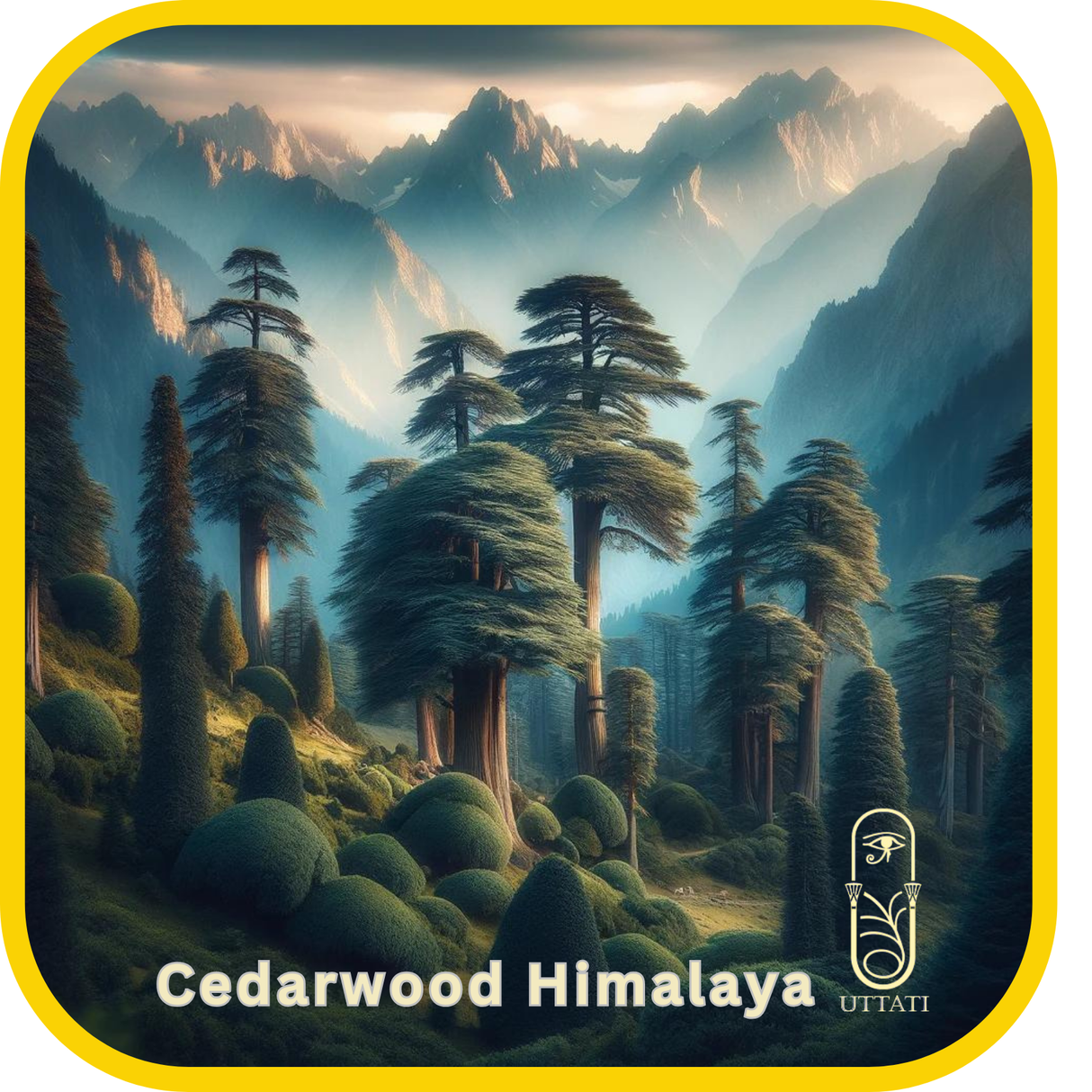 Cedar Wood Himalaya