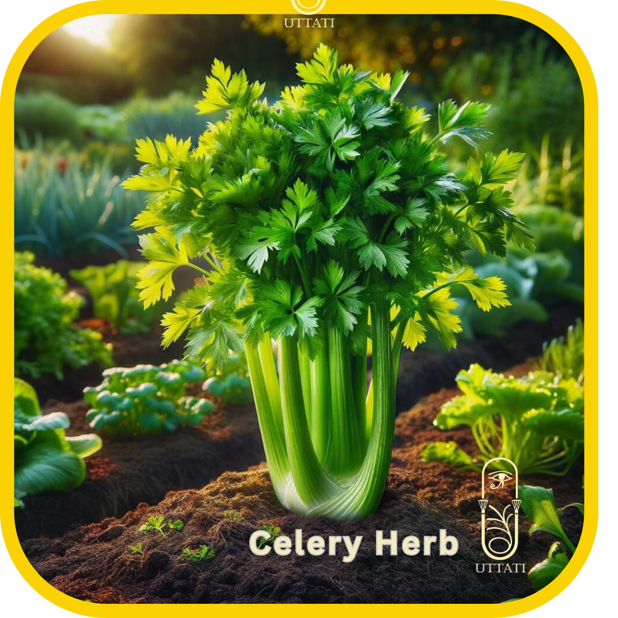 Celery Herb