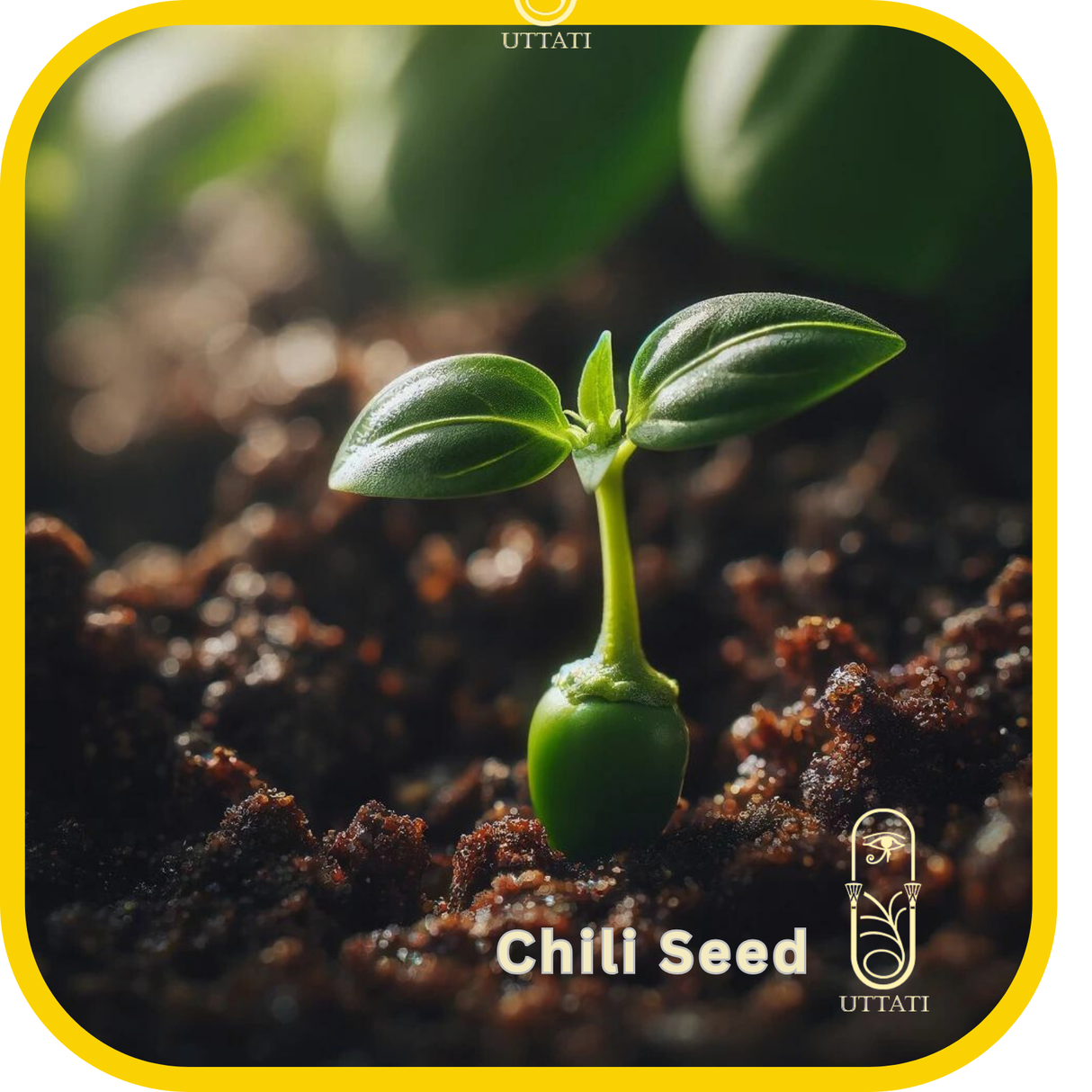Chili Seed