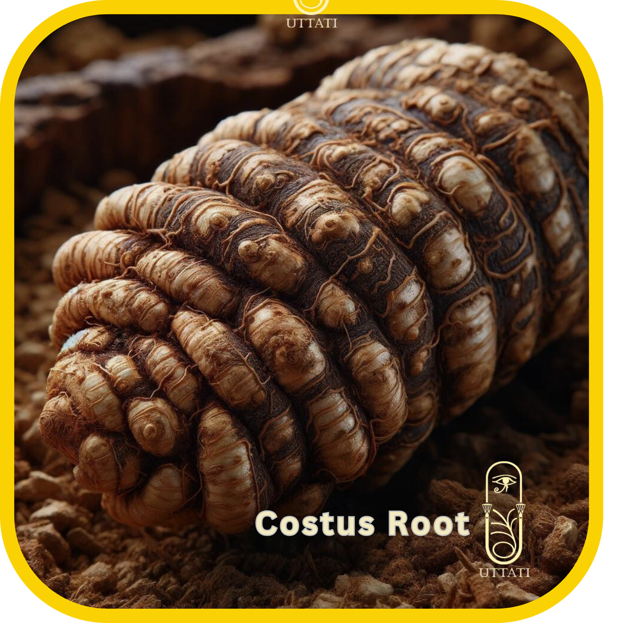 Costus Root