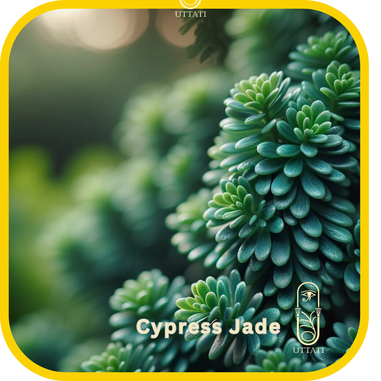Cypress Jade