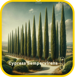 Cypress Sempervirens