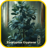 Eucalyptus Cryptone