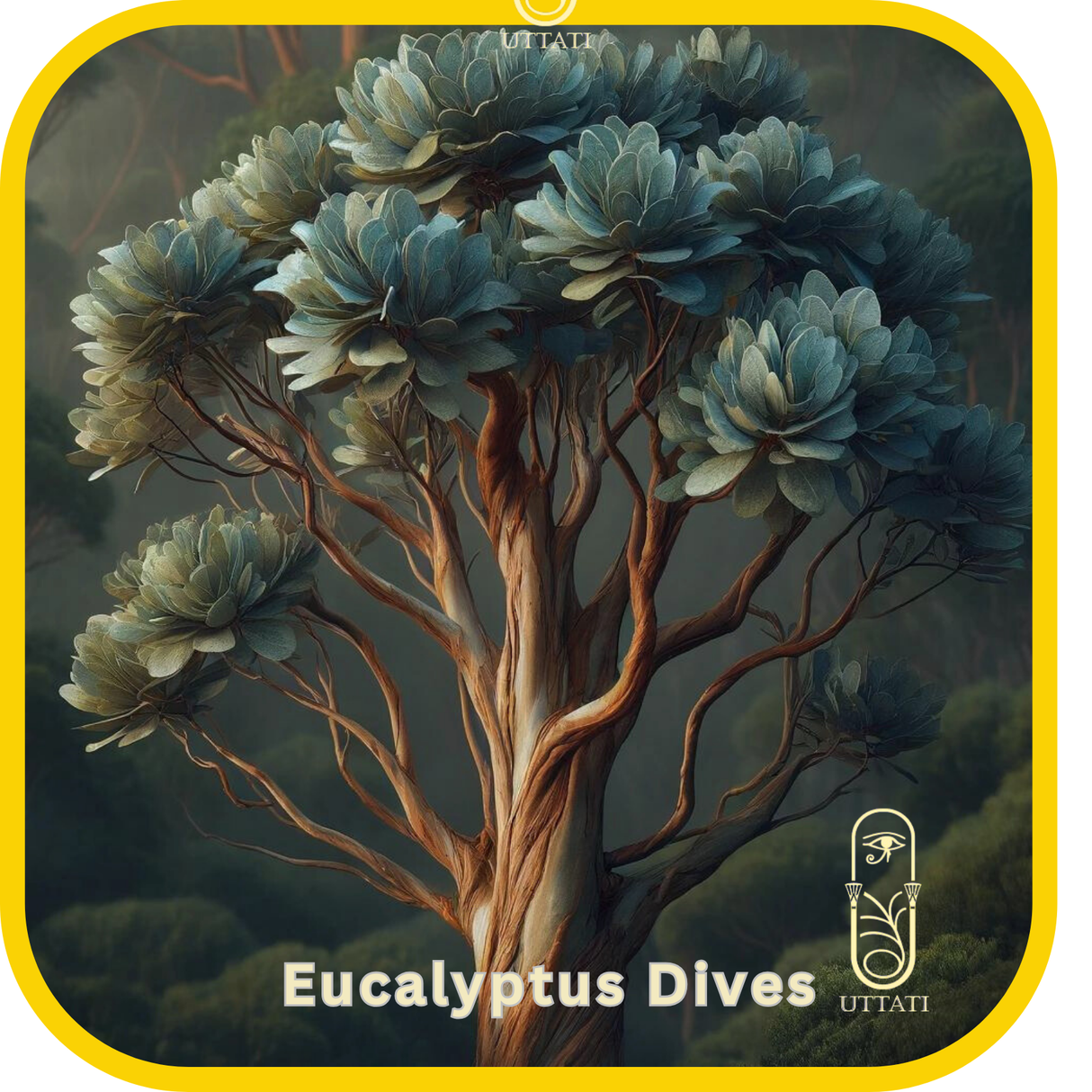 Eucalyptus Dives