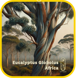 Eucalyptus Globolus Afr