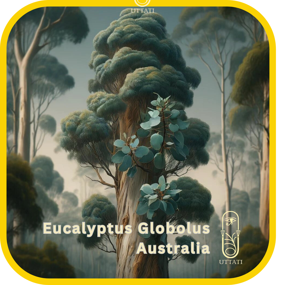 Eucalyptus Globolus Aust