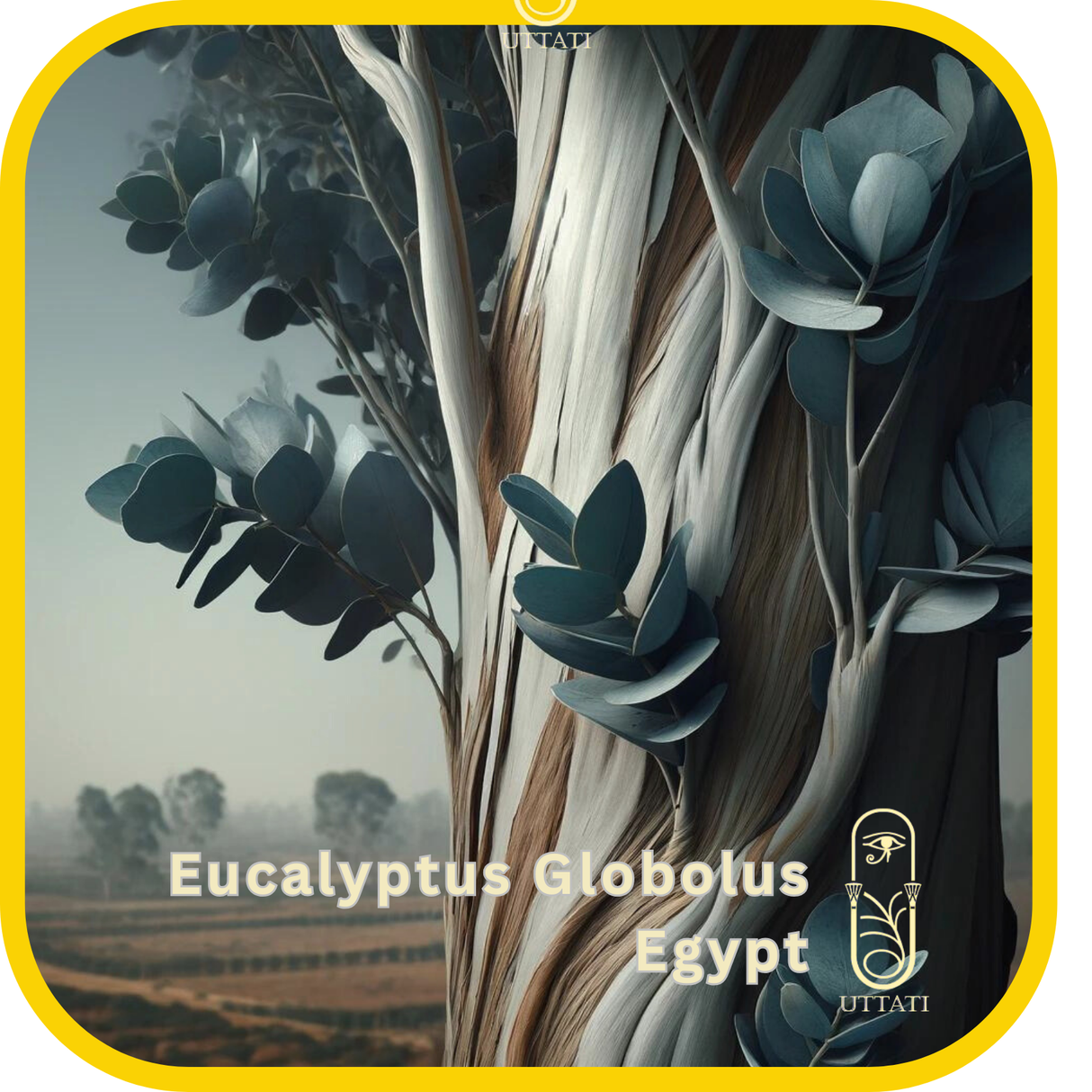 Eucalyptus Globolus Egypt