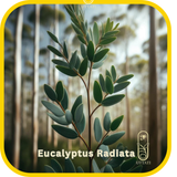 Eucalyptus Radiata