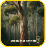 Eucalyptus Smithii