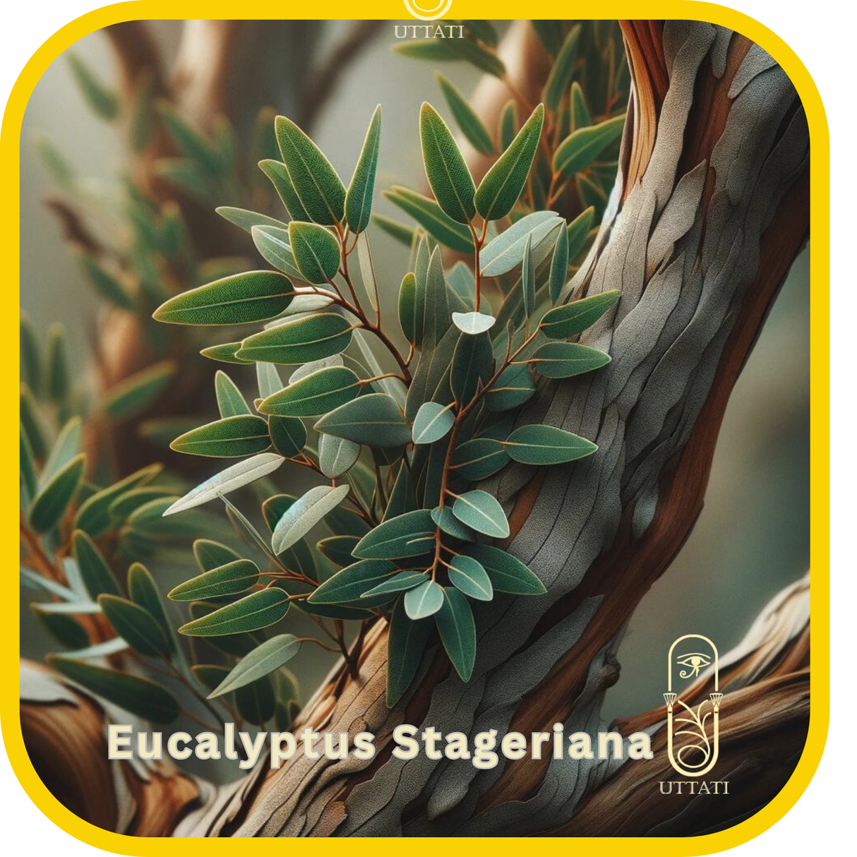 Eucalyptus Stageriana