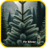 Fir Silver
