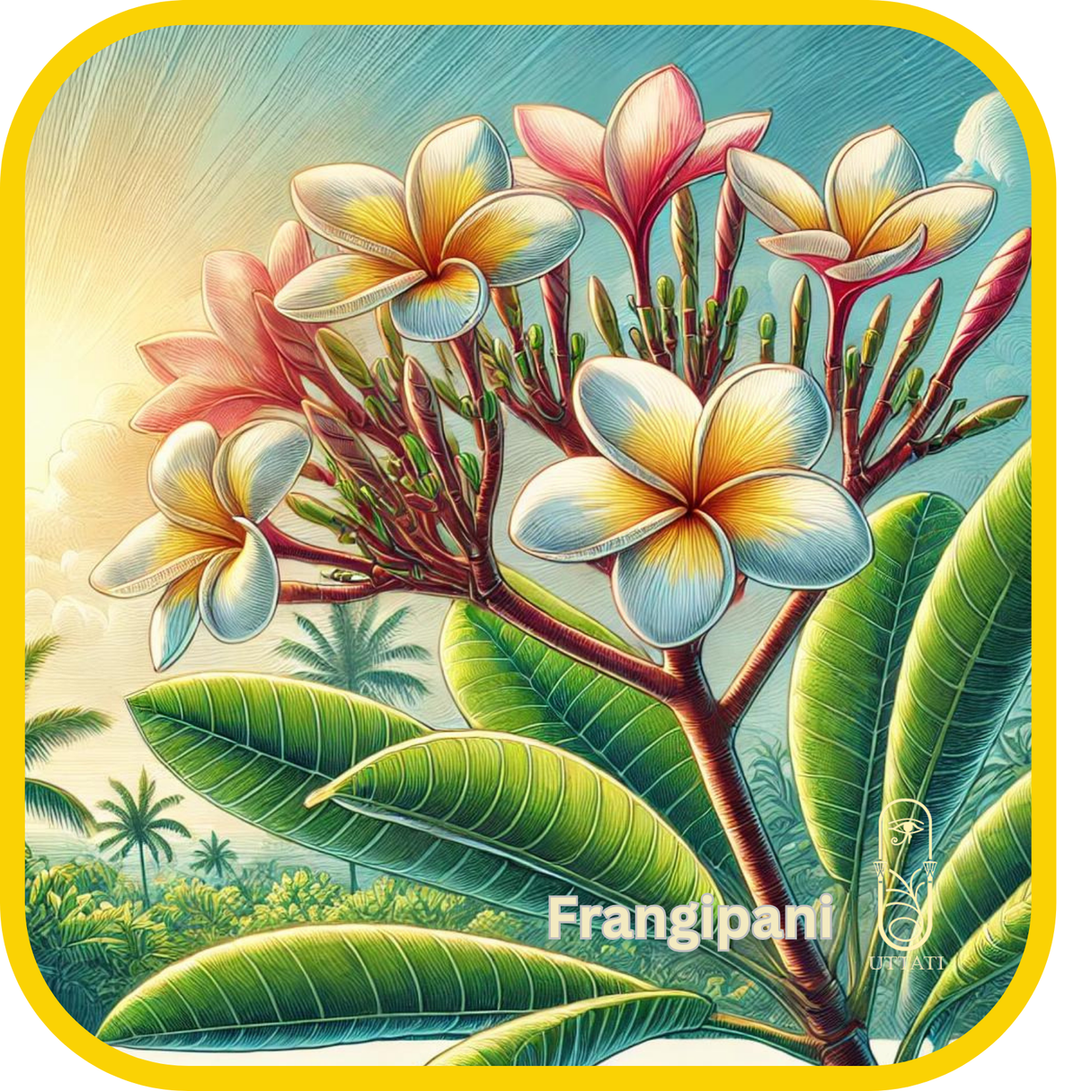 Frangipani