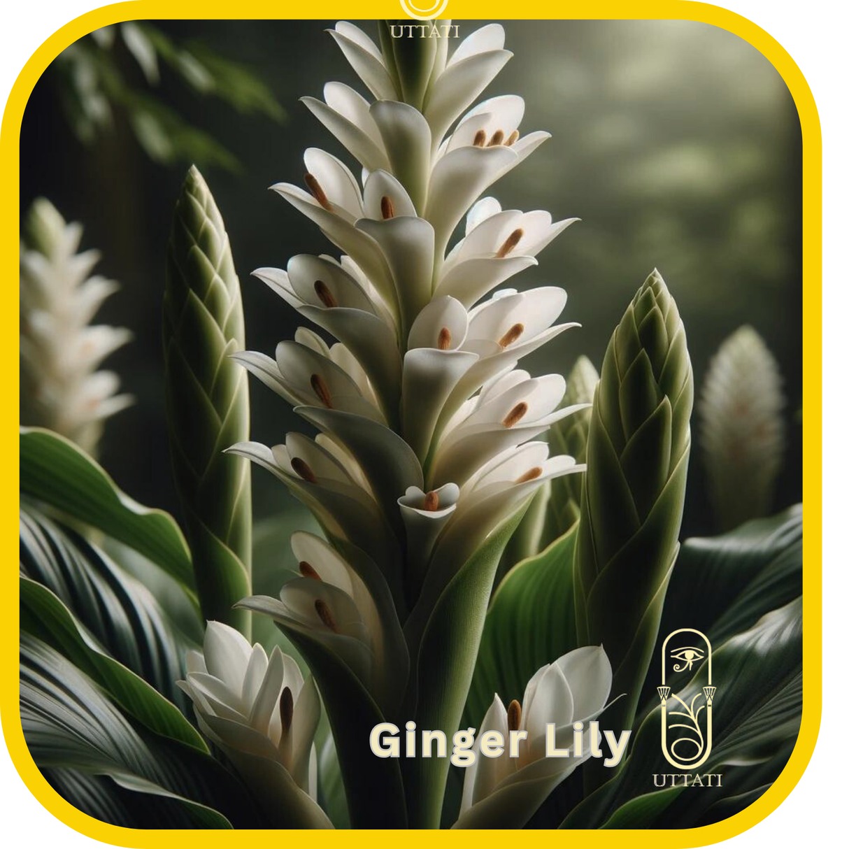 Ginger Lily