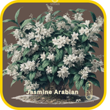 Jasmine Arabian