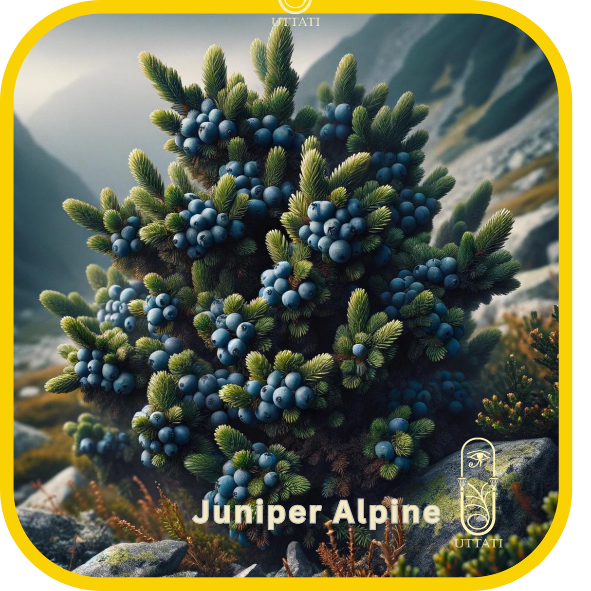Juniper Alpine