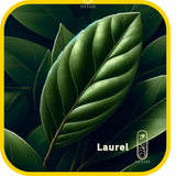 Laurel