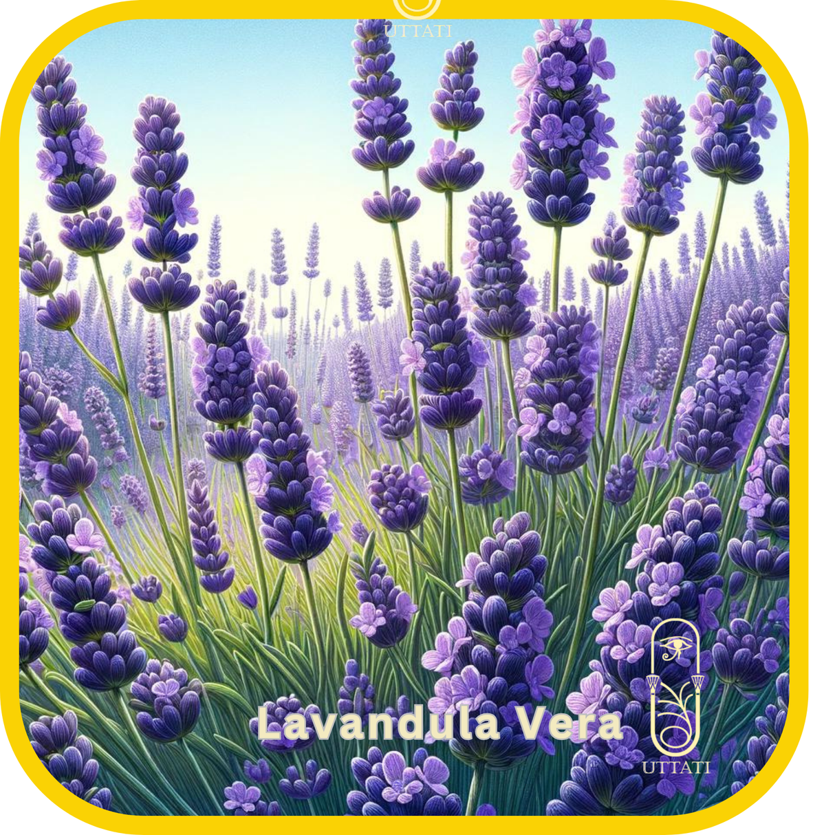 Lavandula Vera