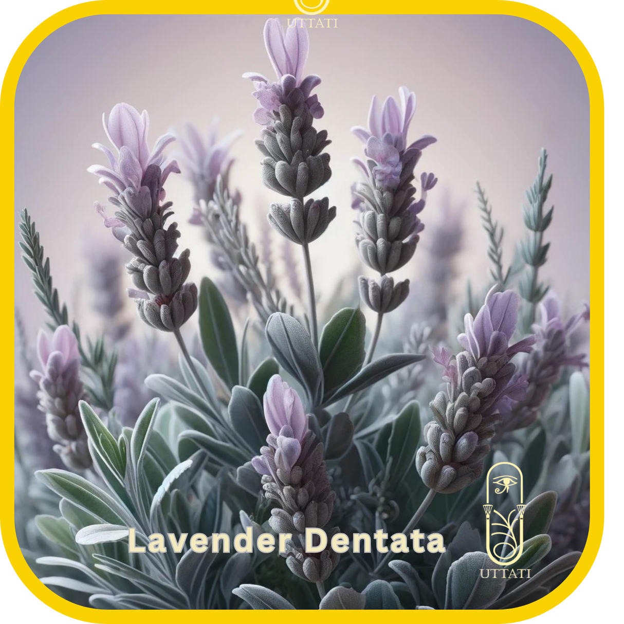 Lavender Dentata