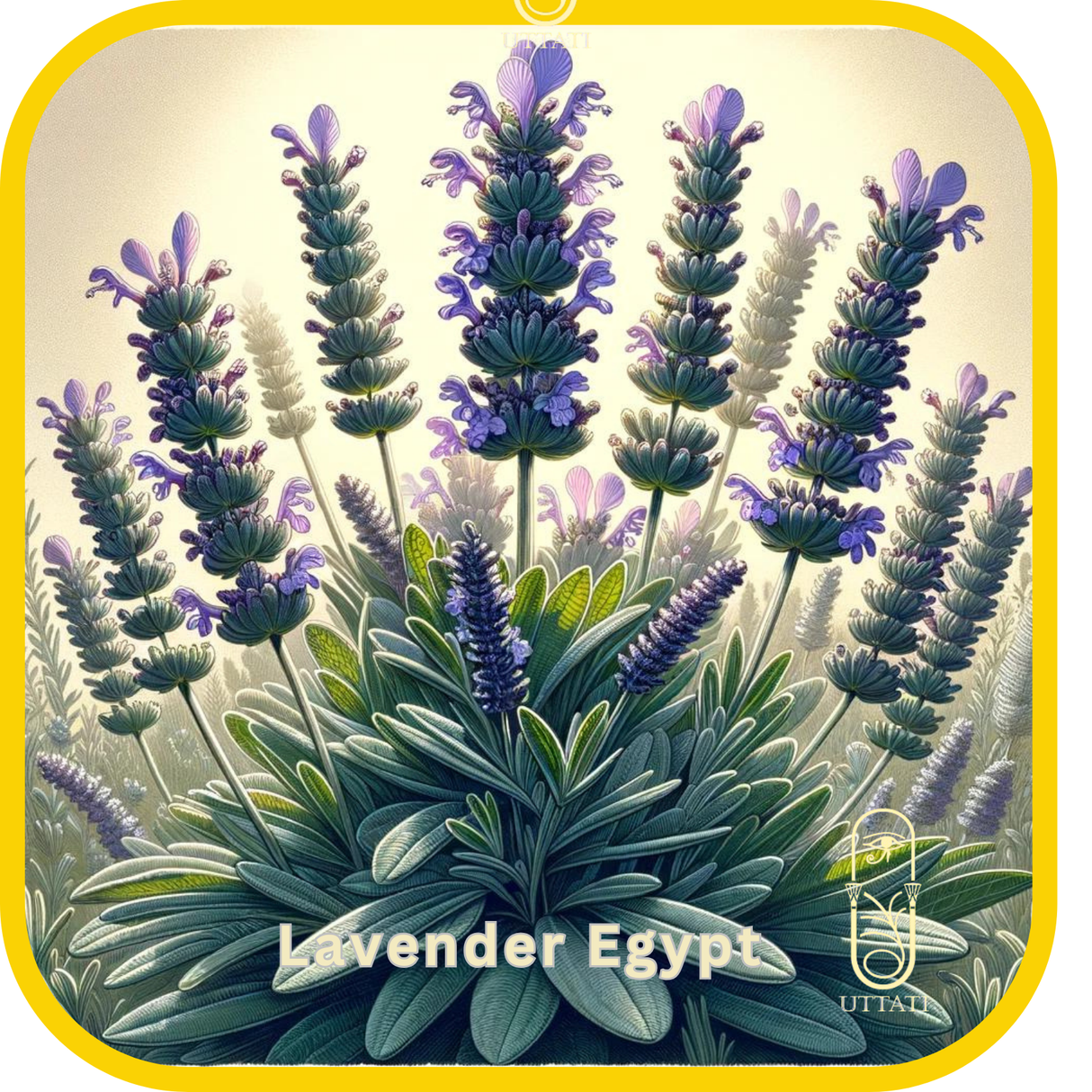 Lavender (Egypt)