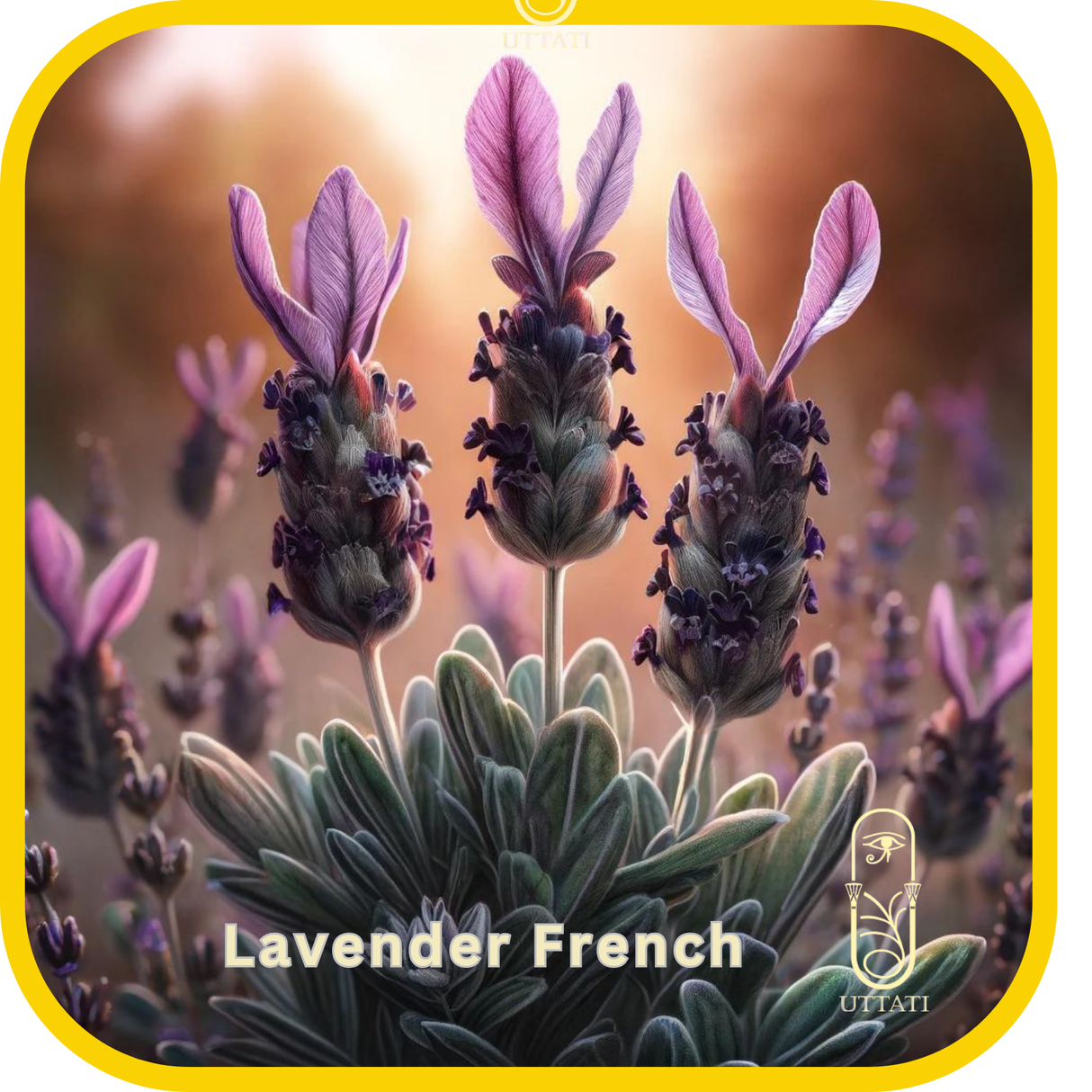 Lavender French