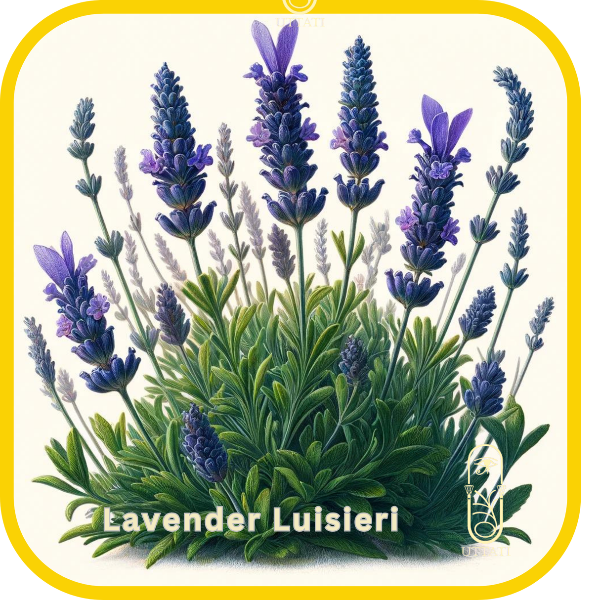 Lavender Luisieri