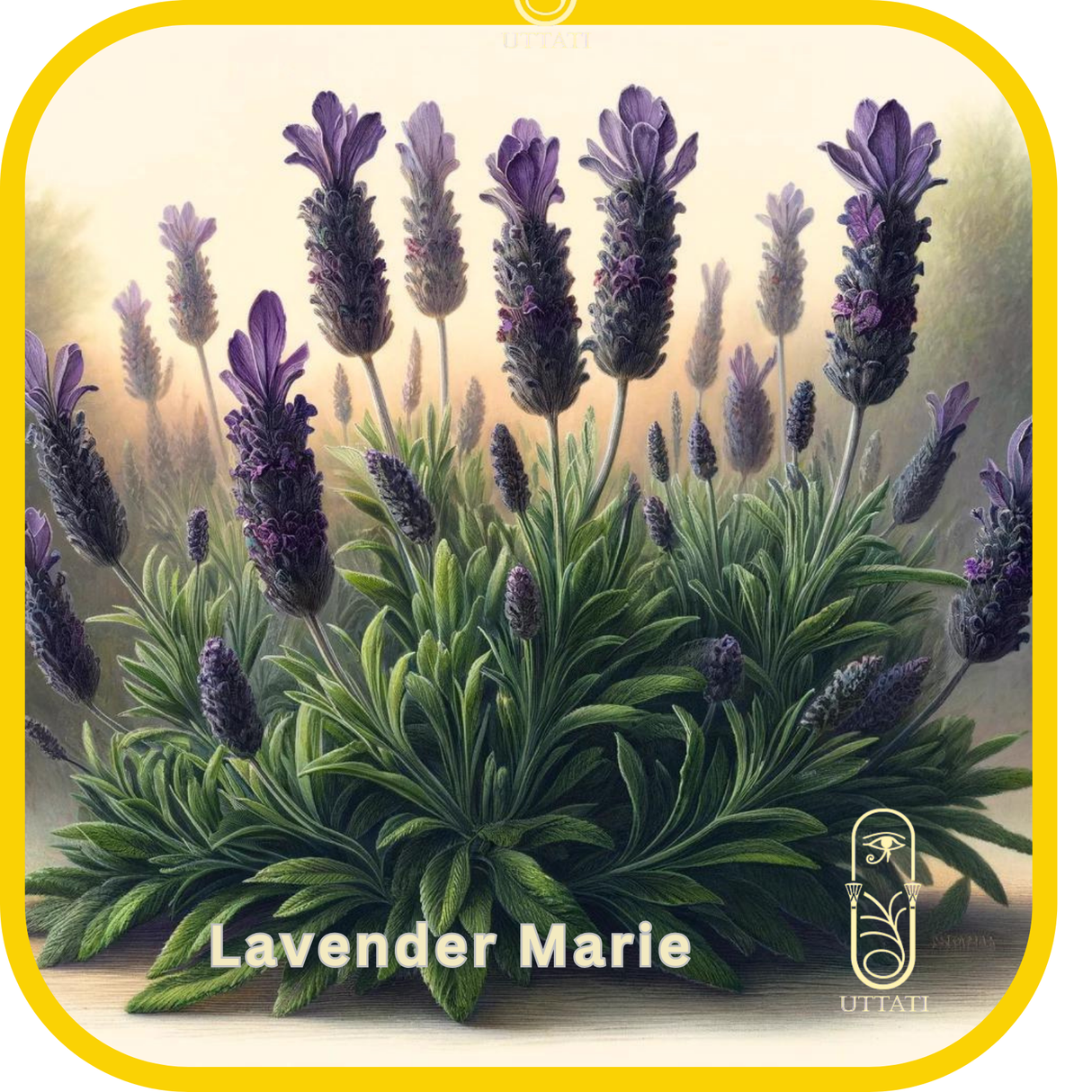 Lavender Marie (S.AF)