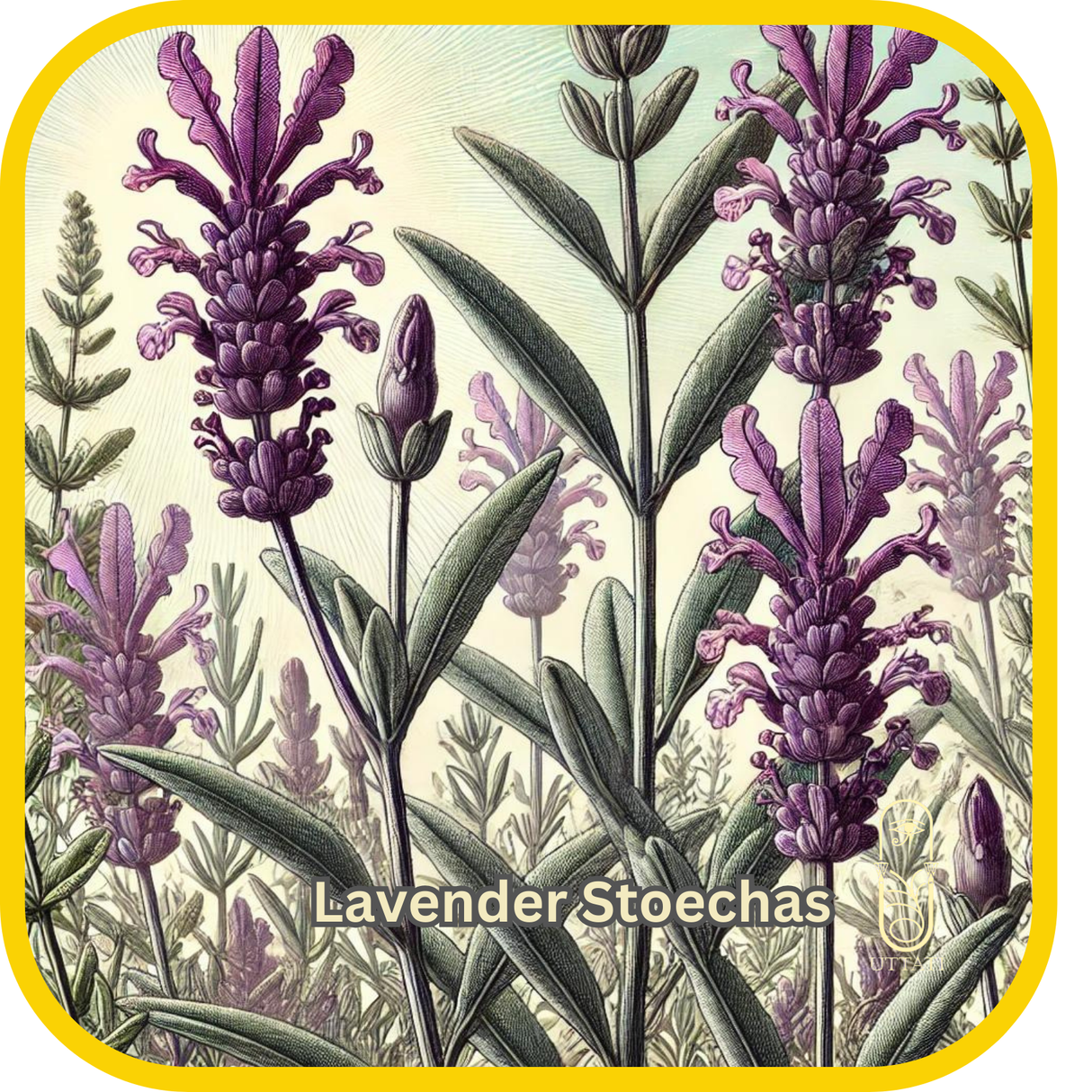 Lavender Stoechas