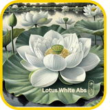 Lotus White Abs