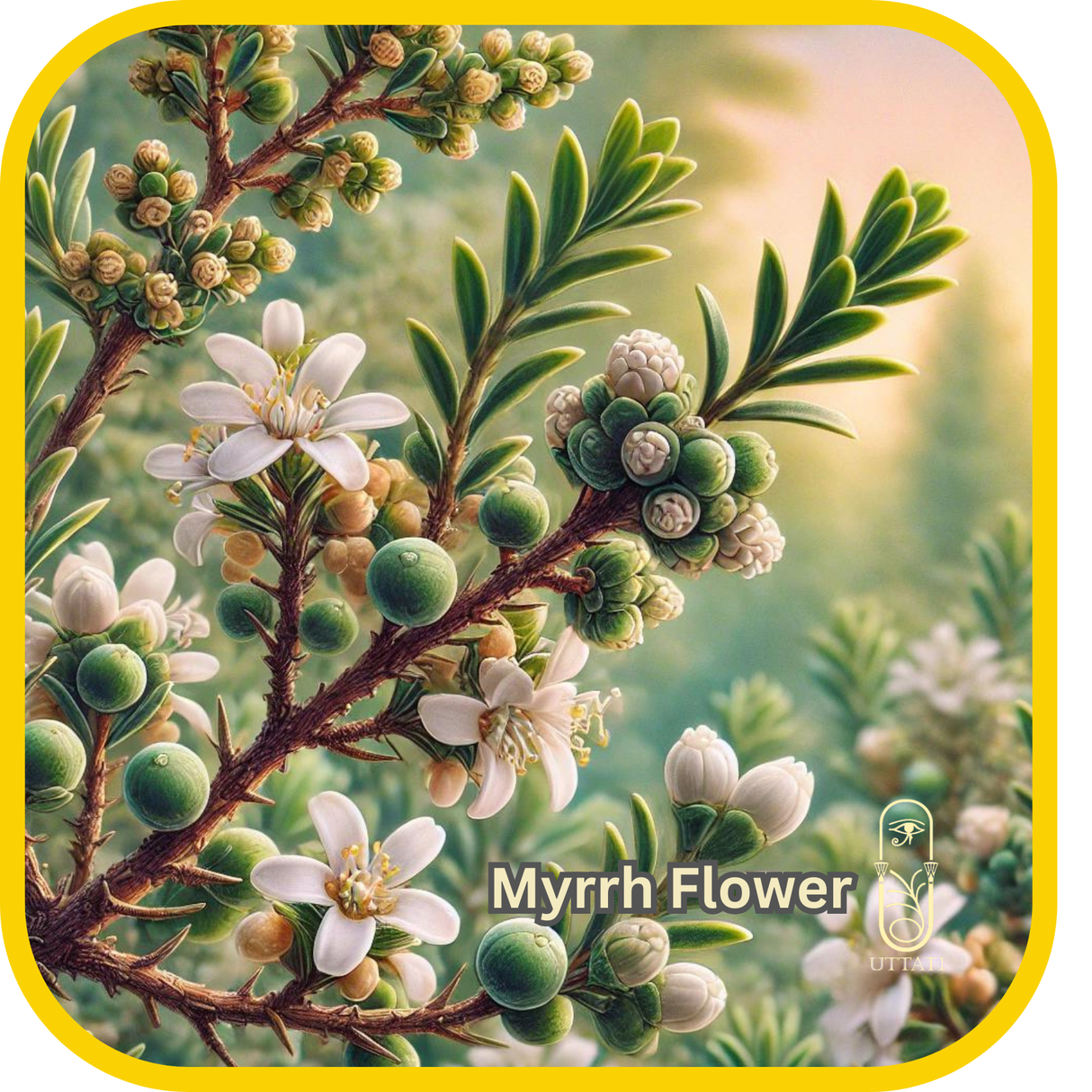 Myrrh Flower