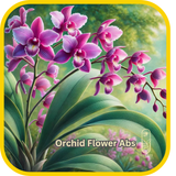 Orchid Flower Abs