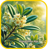Osmanthus Abs