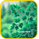 Parsley Herb