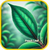 Peach Leaf