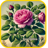 Rose Gallica