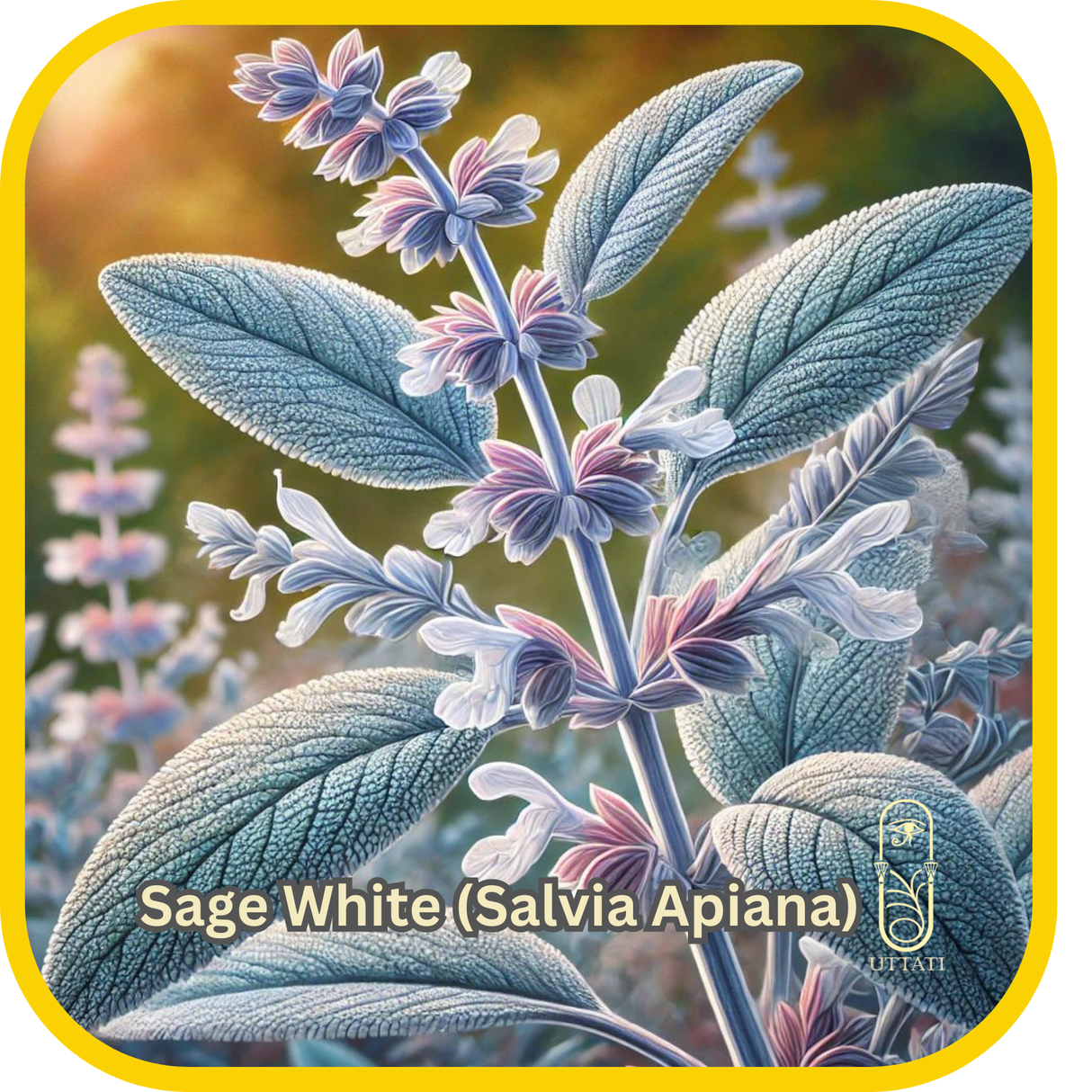 Sage white (Salvia Apiana)