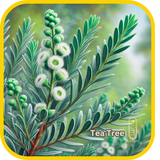 Tea Tree