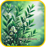 Tea Tree Lemon