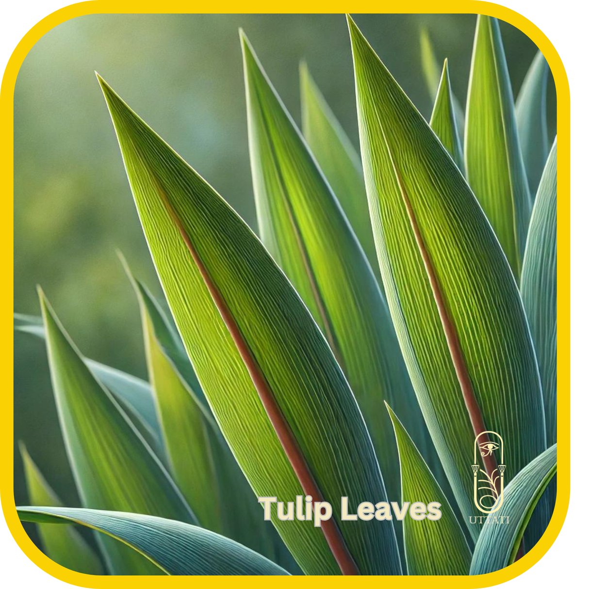 Tulip Leaves & Tree